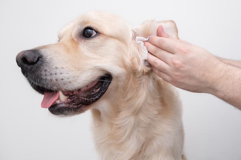 Why Do My Dogs Ears Smell? 4 Vet-Verified Reasons