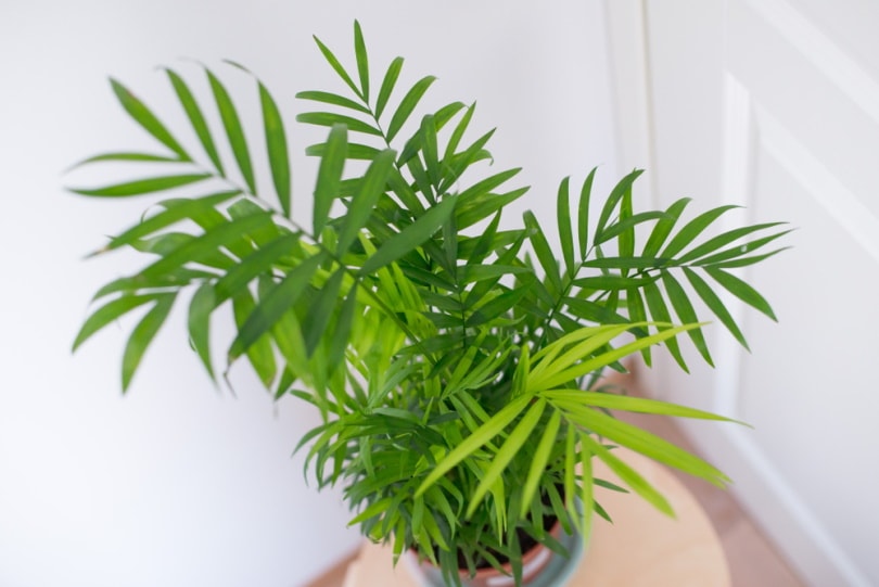 Are Neanthe Bella Palms Toxic to Cats? Keeping Your Cat Safe