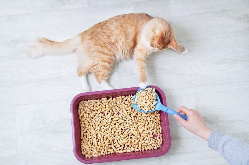 9 Types Of Cat Litter: What Are The Differences? (With Pictures)