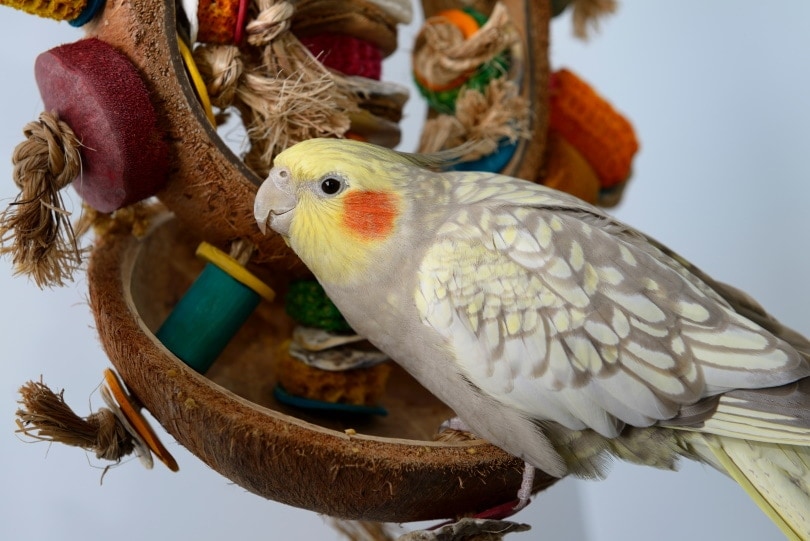 Pearl Cockatiel: Facts, Origin & History (With Pictures)