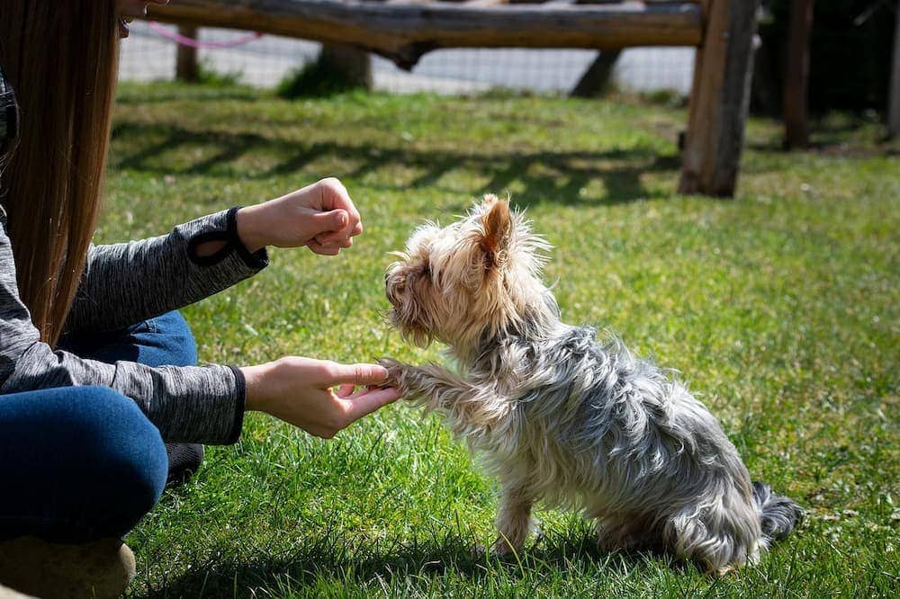 How to Teach a Dog to Shake in 8 Simple Steps