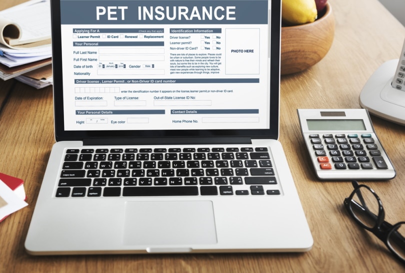 What Is the Cost of Pumpkin Pet Insurance? (Updated in 2026)