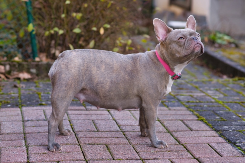 How Long are French Bulldogs Pregnant For? Vet-Approved Facts & Breed Characteristics