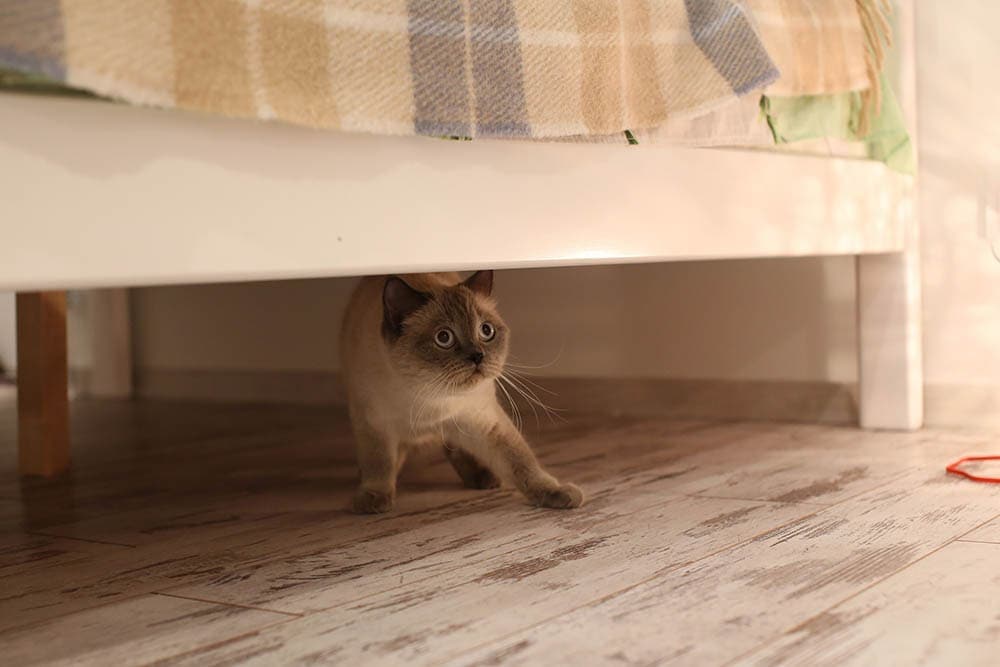 Why Is My Cat Scared All of a Sudden? 7 Possible Reasons
