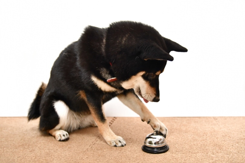 How to Teach a Dog to Ring a Bell to Pee in 6 Simple Steps