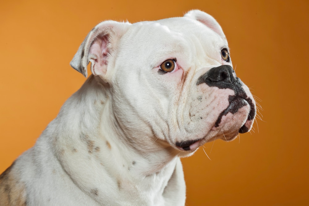 english american bulldog