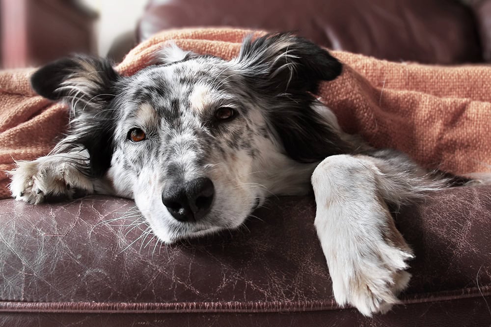 Can Dogs Get Stomach Viruses? What to Know About Gastroenteritis in Dogs