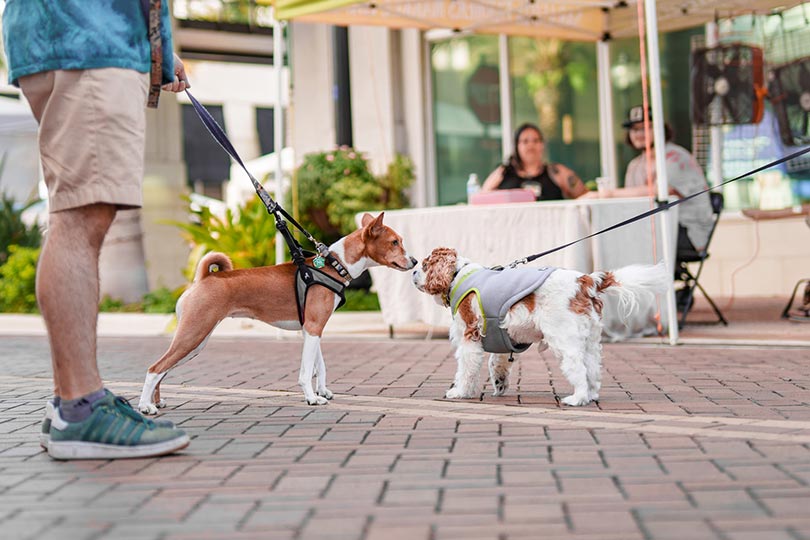 How to Teach a Dog to Greet Other Dogs Calmly: 9 Vet-Approved Steps