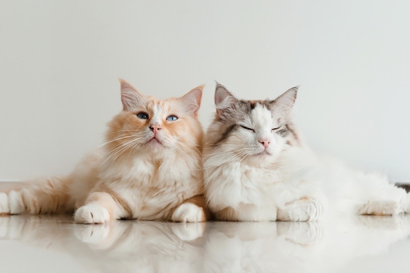 How to Socialize Adult Cats: 7 Vet-Approved Tips & FAQ