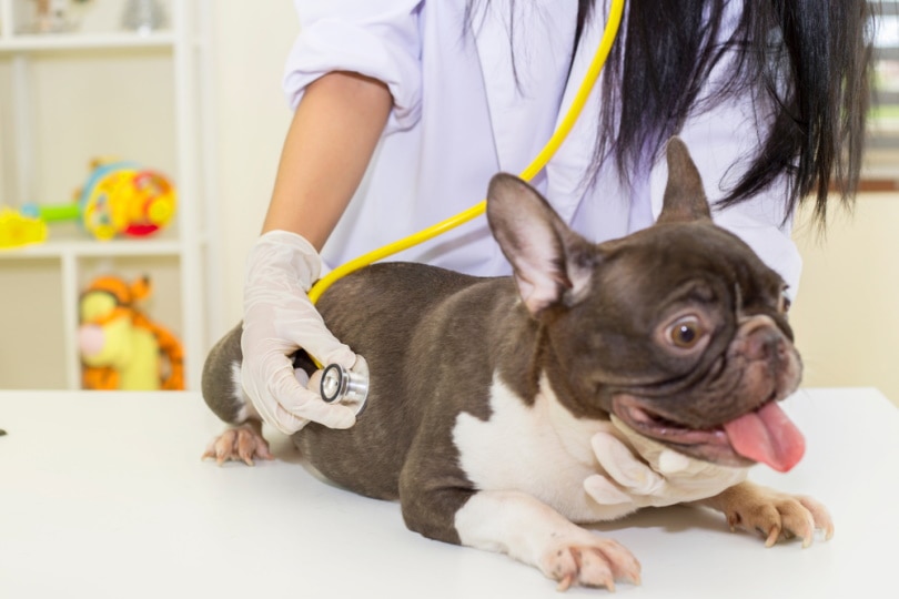 Brachycephalic Airway Syndrome In Dogs: Our Vet Explains Causes, Signs & Care