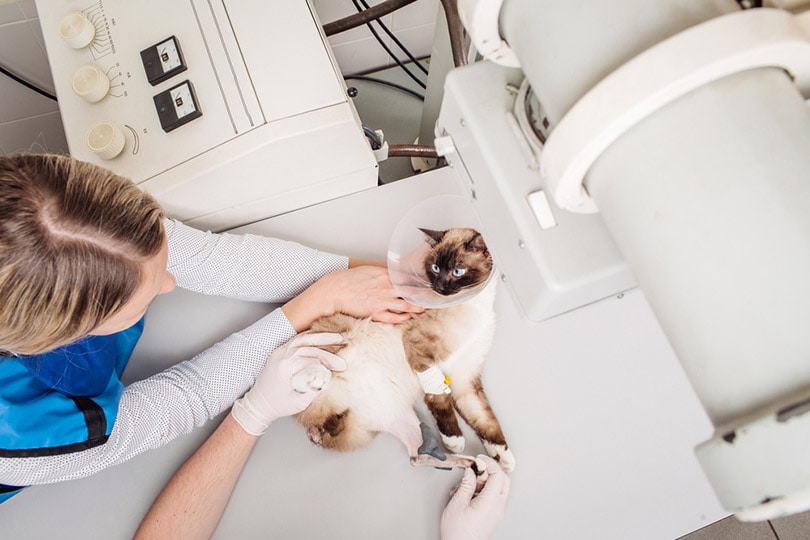 Does Pet Insurance Cover MRIs Or X-Rays? Recommended Companies & FAQ