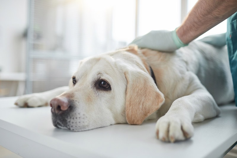 How to Treat Anemia in Dogs: 11 Safe Methods (Vet Answer)