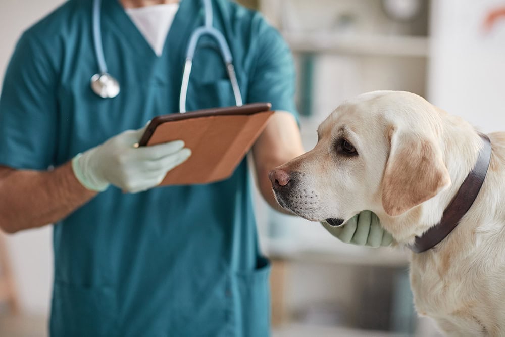11 Human Foods That Can Be Fatal to Dogs: Vet Approved Guide