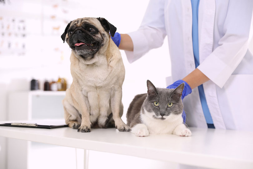 How Many People Have Pet Insurance in the US? 2026 Update