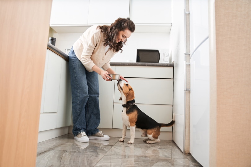 How to Correct Food Aggression in Dogs: 9 Vet-Approved Tips