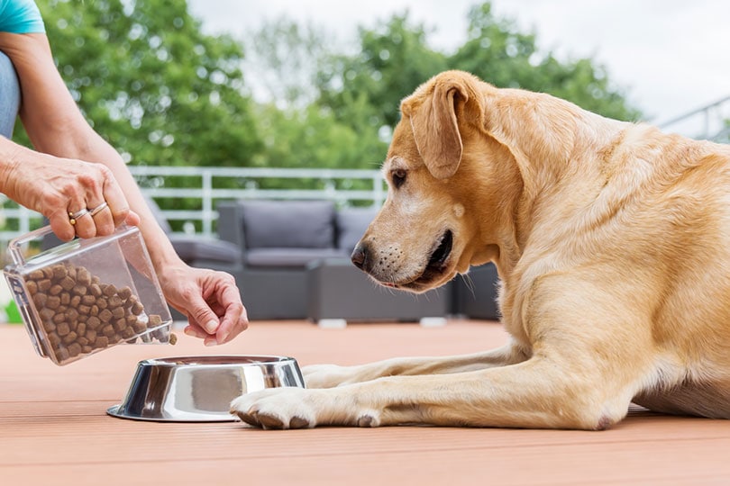 What Can Be Mixed With Dry Dog Food? 7 Top Picks