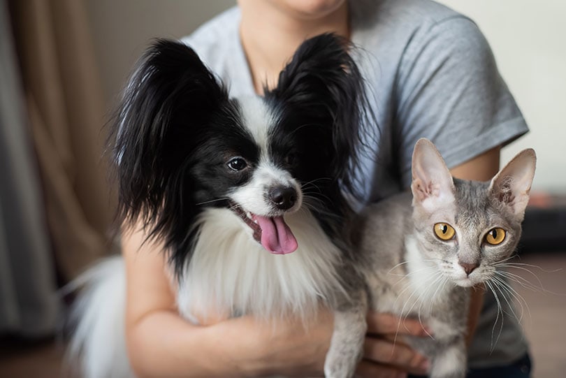 How Many People Have Pet Insurance in Australia (2026 Update)