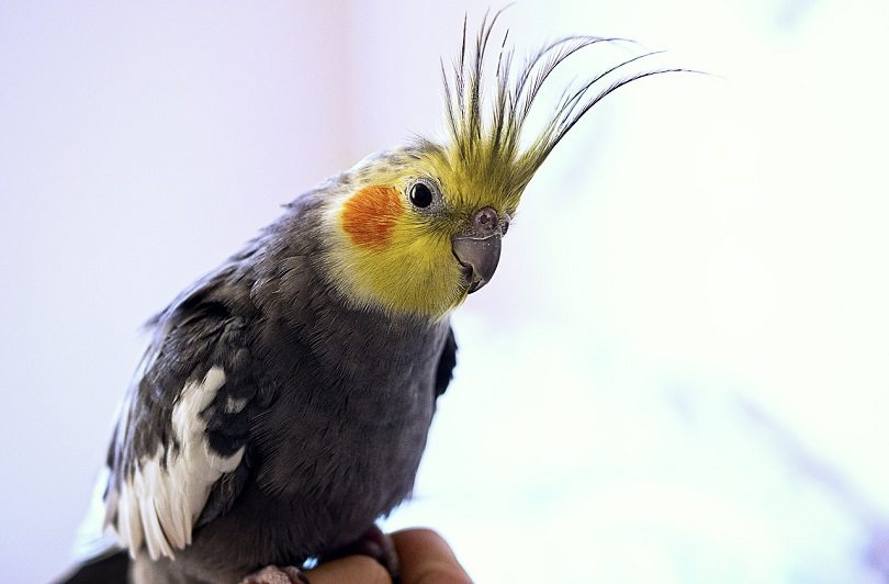 Yellowface Cockatiel: Pictures, Facts, & History