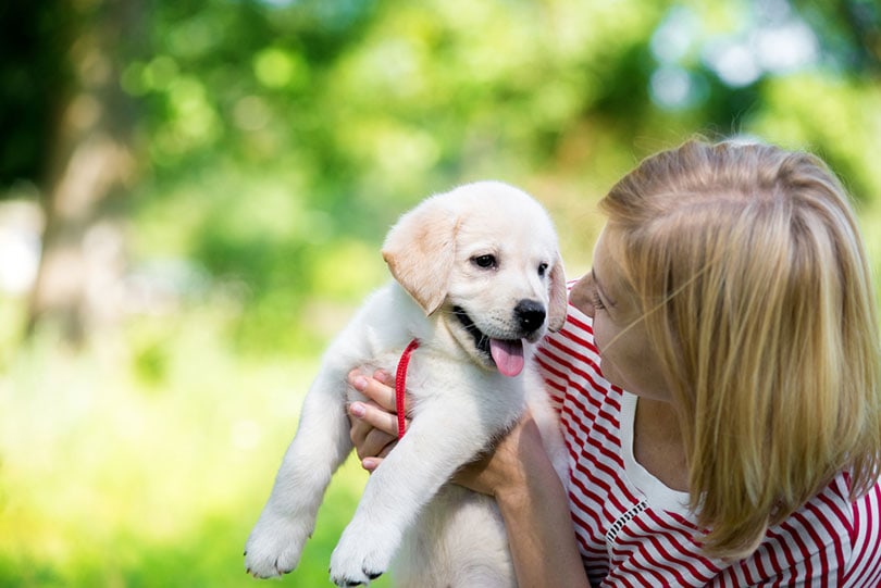 How to Train a Labrador Puppy: 9 Vet-Approved Tips & Tricks