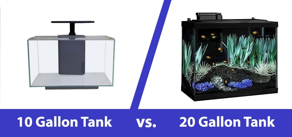 10-Gallon vs. 20-Gallon Fish Tank: The Main Differences (Vet-Verified Info With Pictures)