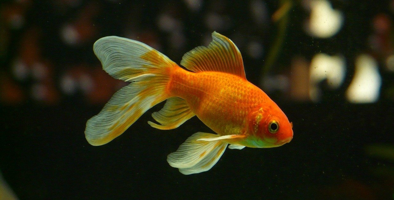 13 Best Goldfish Tank Mates: Compatibility Guide