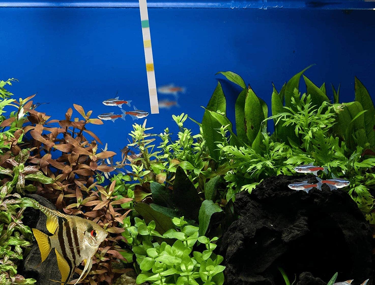 7 Best Aquarium Test Strips - 2026 Reviews & Top Picks