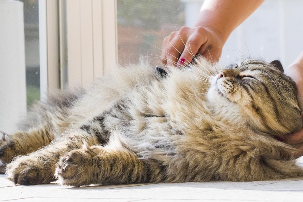 How to Groom a Long Haired Cat – 11 Expert Tips