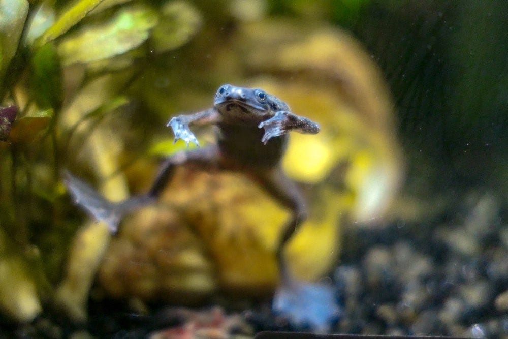 10 African Dwarf Frog Tank Mates (Compatibility Guide 2026)