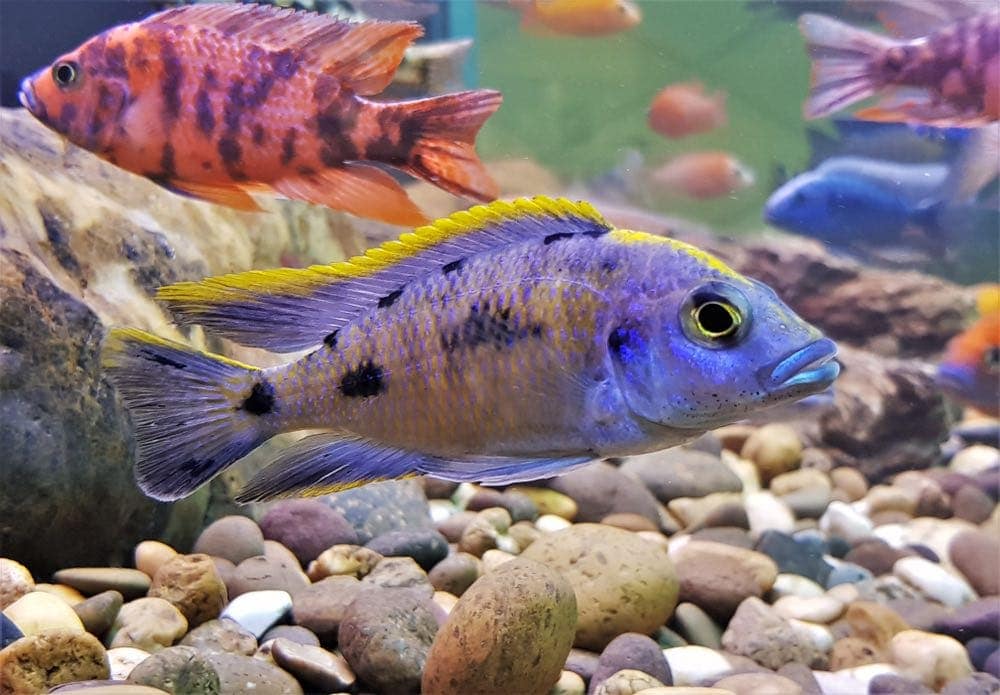 African Cichlid Water Temperature Guide: Ideal Conditions Explained
