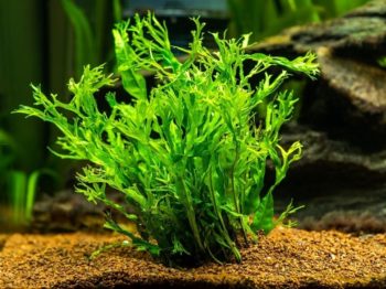 9 Best Aquarium Plants That Thrive in Hard Water: 2026 Reviews & Top Picks