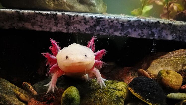 15 Incredible Axolotl Facts You'll Love to Learn