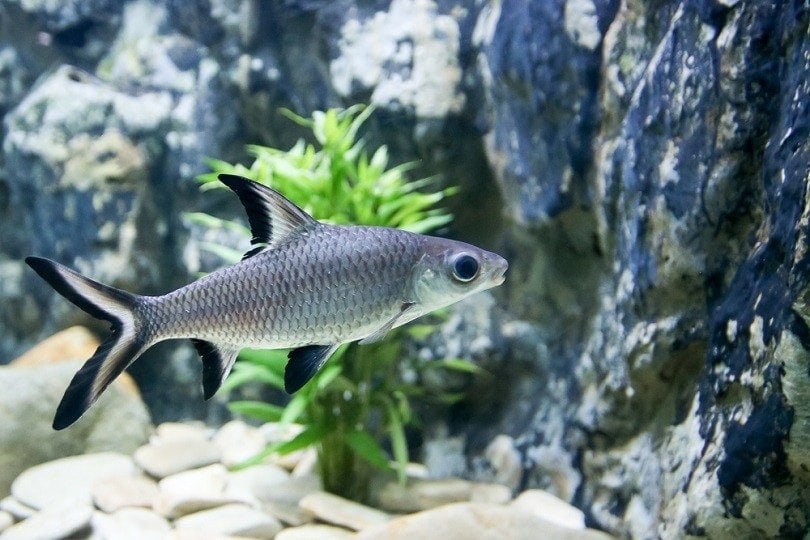 Bala Shark: Fish Care Guide, Pictures, Types, Lifespan & More