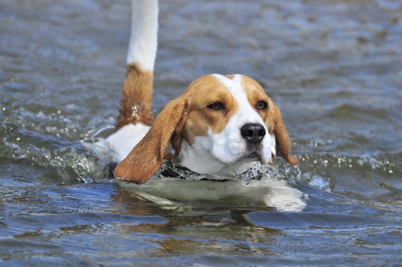 Do Beagles Like Water or Swimming? Vet-Verified Facts & Info
