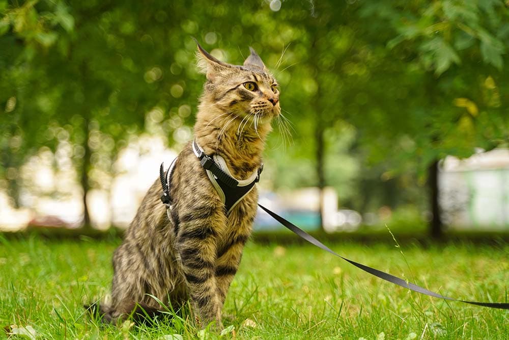 How to Get a Cat Used to a Harness: 6 Vet-Approved Tips