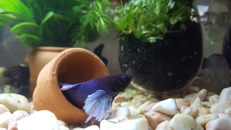 Why Is My Betta Fish Hiding? Vet-Approved Causes & Solutions