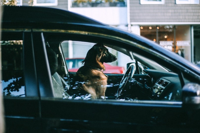 How Hot Is Too Hot for Dogs in a Car? Safety Facts