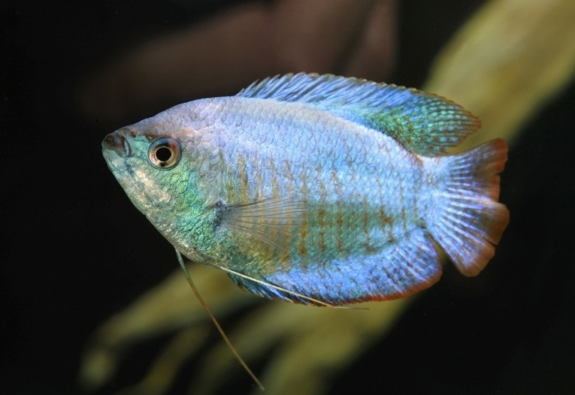 Top 7 Blue Gourami Tank Mates (With Pictures)