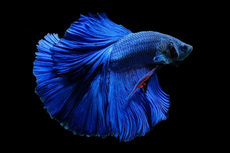 Blue Betta Fish: Care Guide, Pictures, Lifespan & More