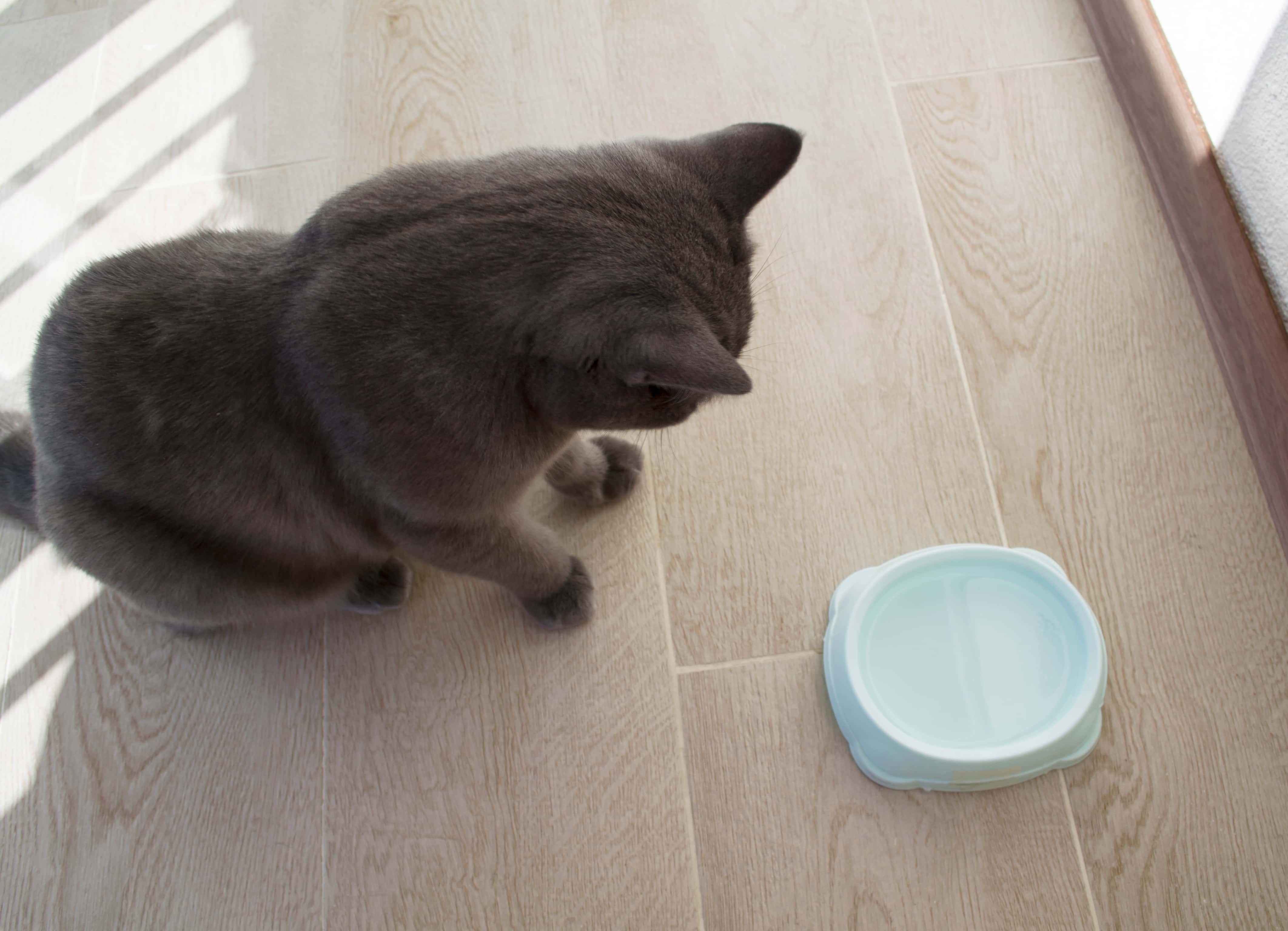 Is My Cat Drinking Enough Water? Here’s What to Look For