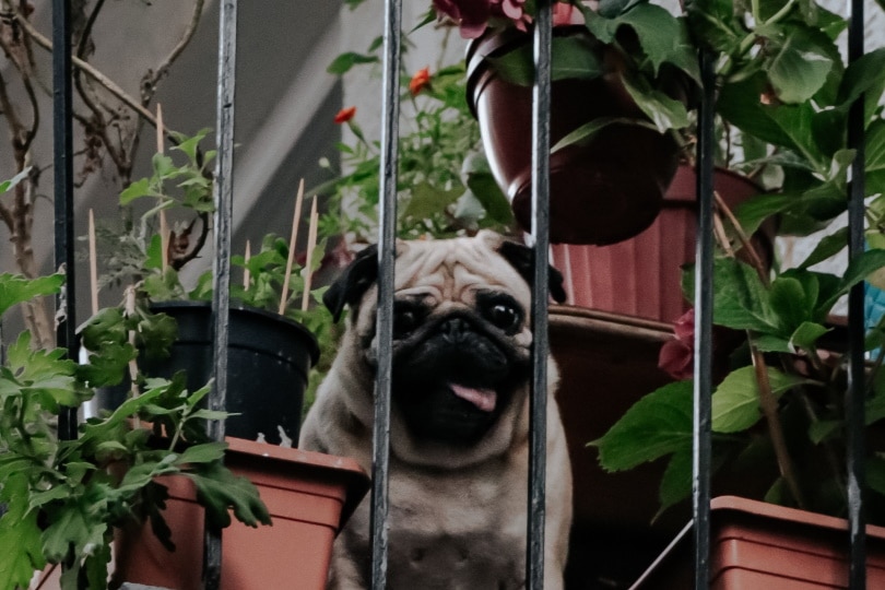 Bulldog in plant-laden balcony