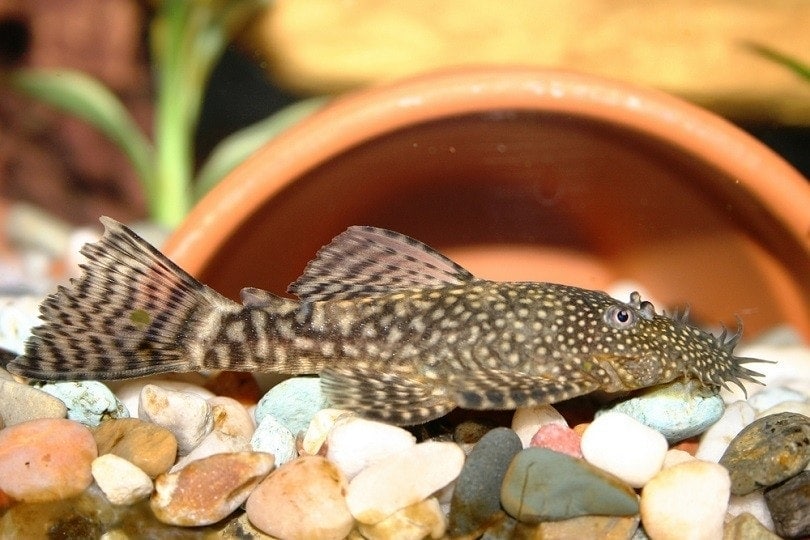 Sucker Fish: Pictures, Size, Care, Tank Setup & More