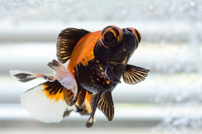 Butterfly Goldfish: Pictures, Care Guide, Varieties, Lifespan & More