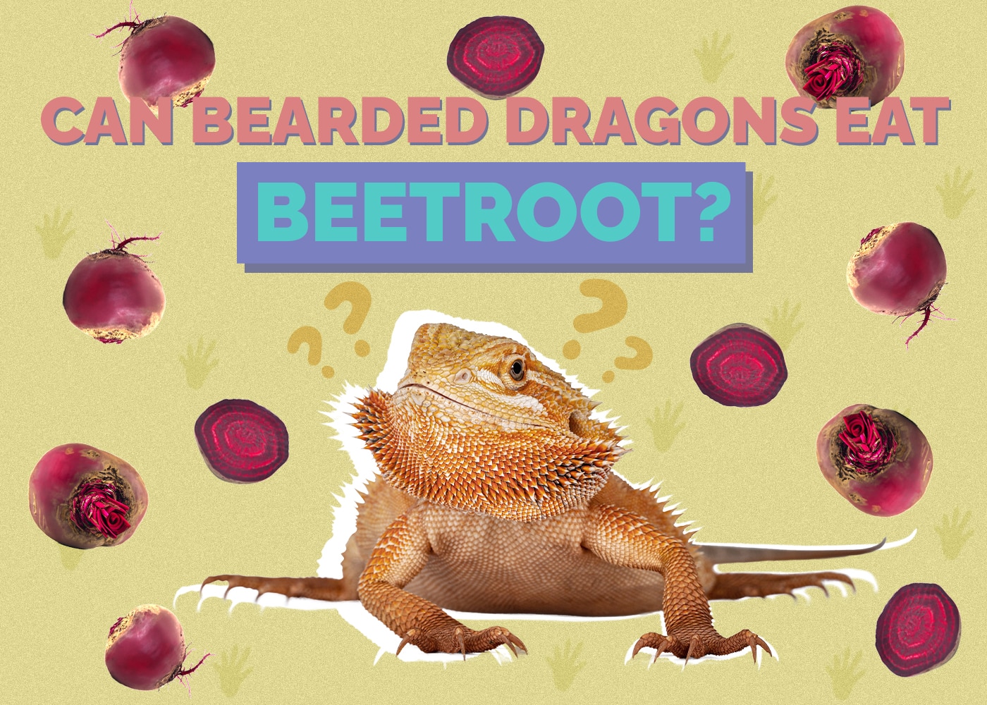 Can Bearded Dragons Eat Beetroot? Vet-Reviewed Health Facts