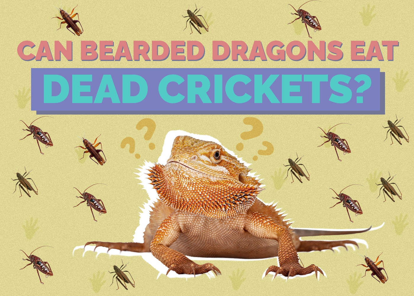 Can Bearded Dragons Eat Dead Crickets? Vet Approved Facts & FAQ