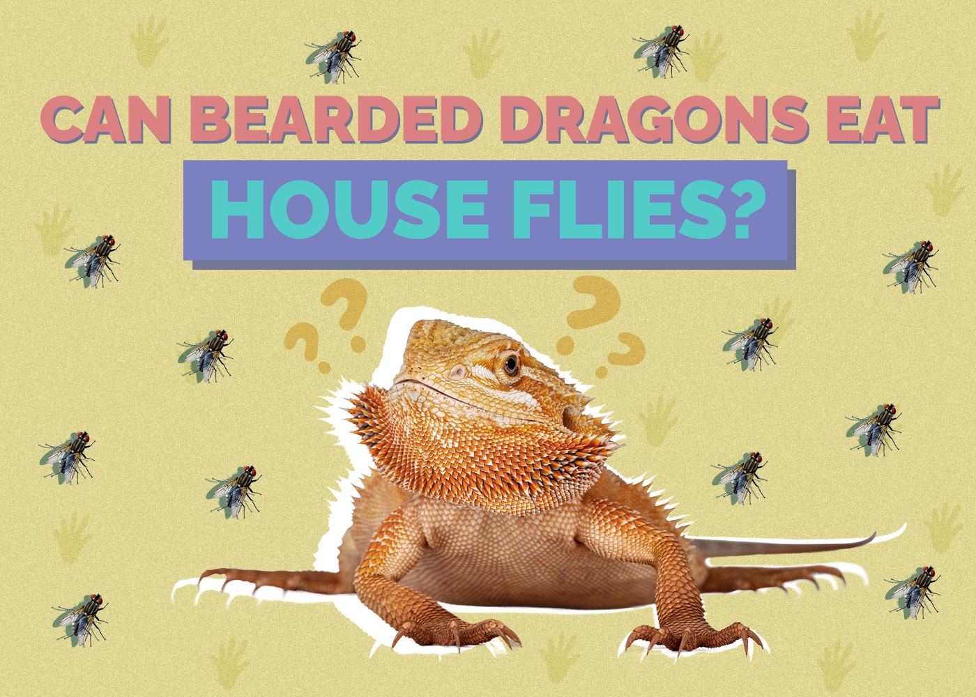 Can Bearded Dragons Eat House Flies? Vet-Reviewed Safety Facts