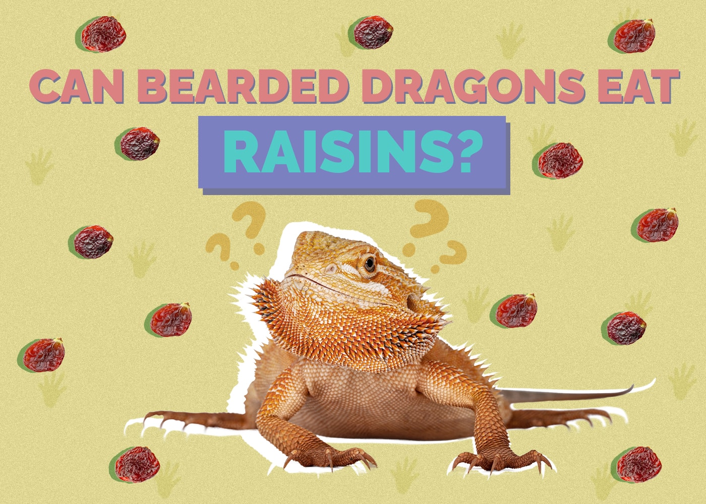 Can Bearded Dragons Eat Raisins? Vet Approved Health & Nutrition Facts