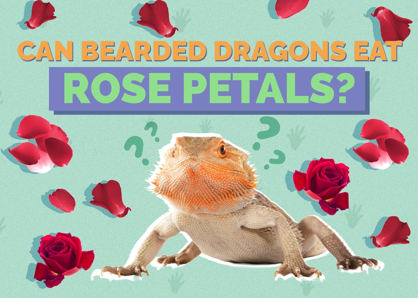 Can Bearded Dragons Eat Rose Petals? Vet-Verified Facts & FAQ