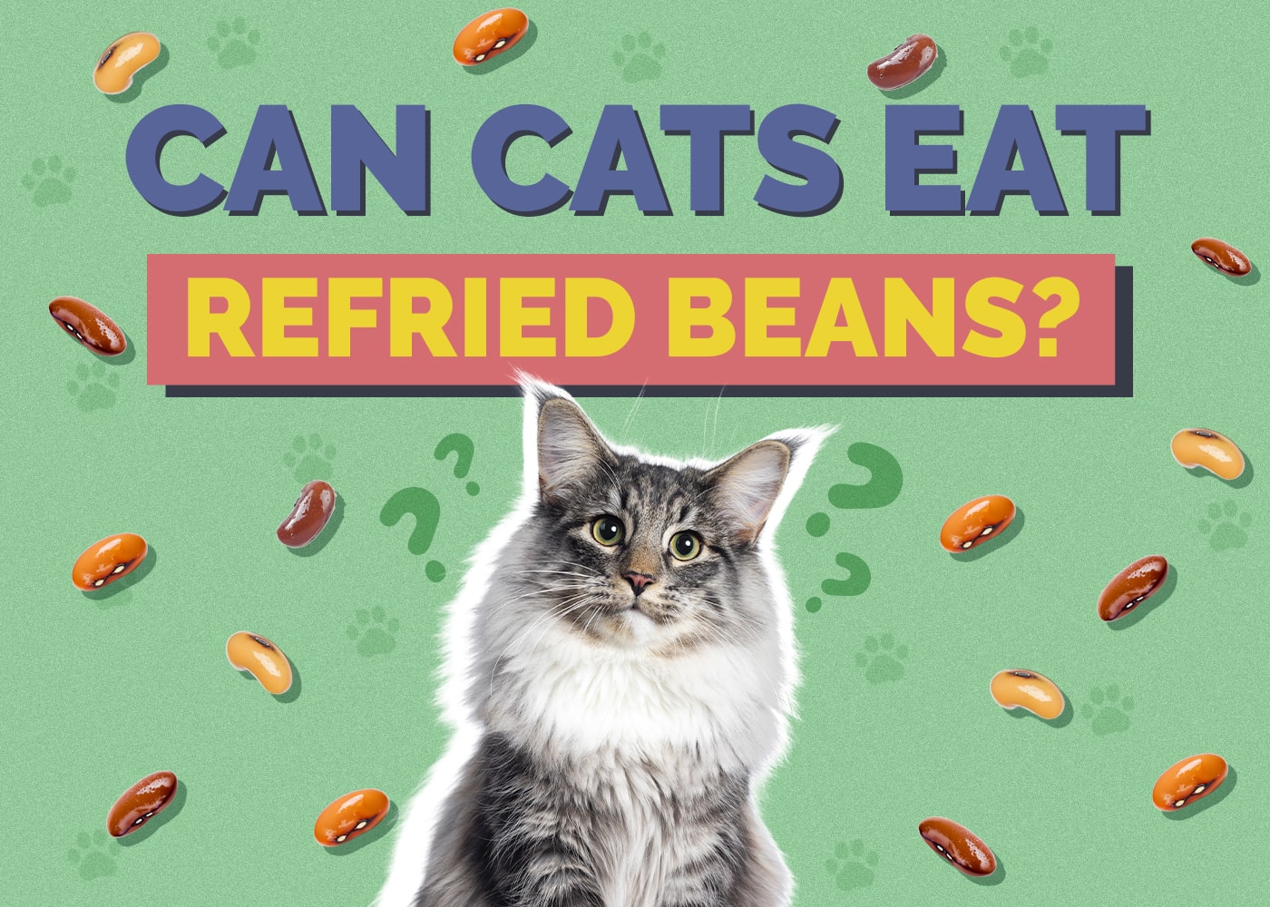Can Cats Eat Refried Beans? Vet-Reviewed Facts & FAQ