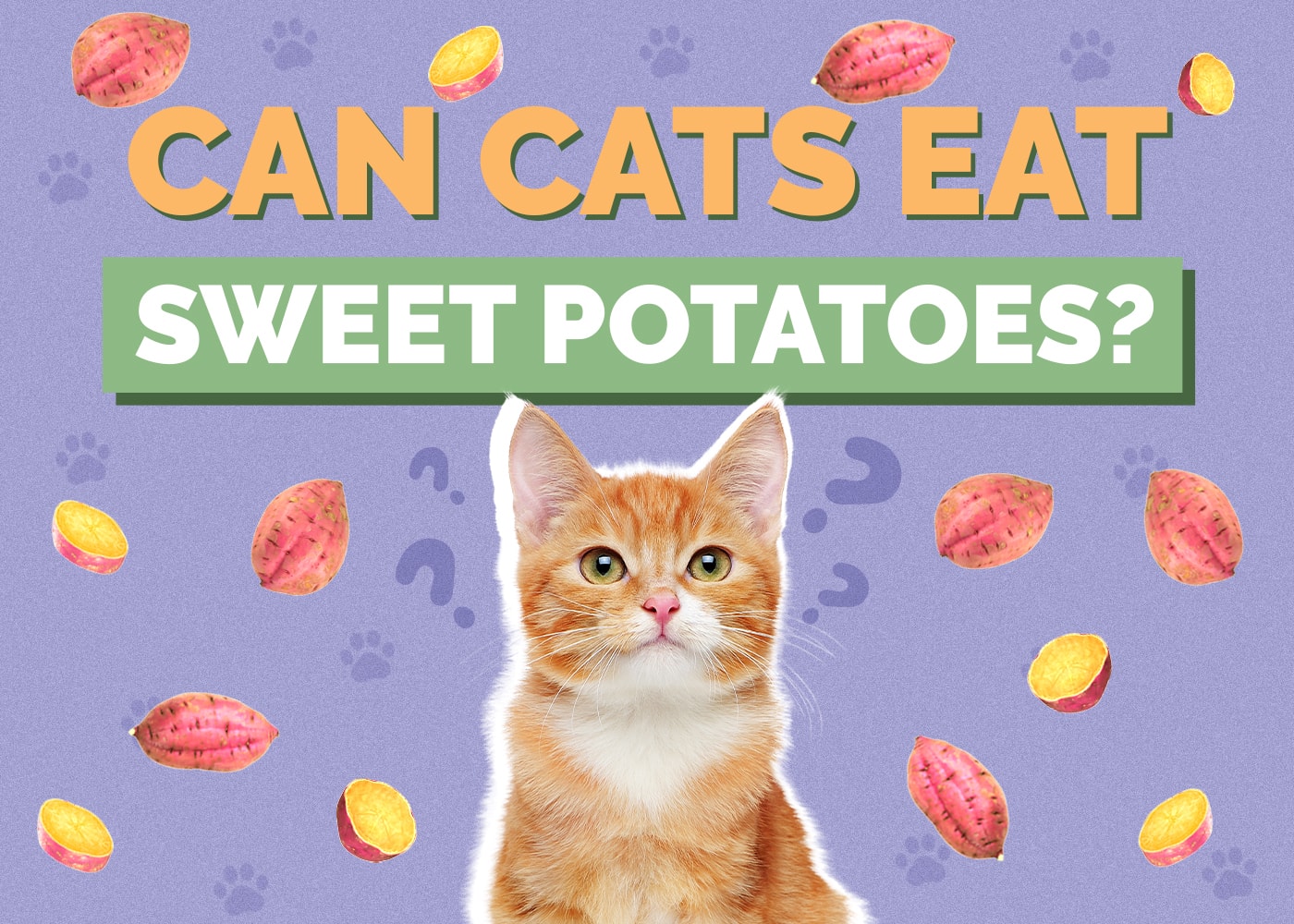 Can Cats Eat Sweet Potatoes? Vet Approved Facts & FAQ