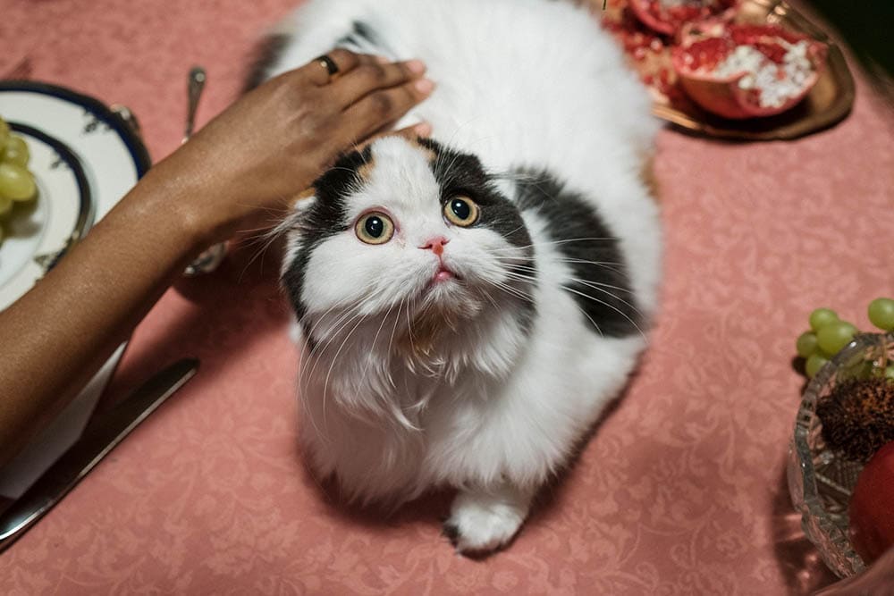 Feline Hyperesthesia Syndrome: Causes, Signs & Care (Vet Answer)